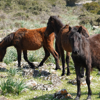 Ambiente Sardegna | Blog di informazione Ambientale e Green Economy