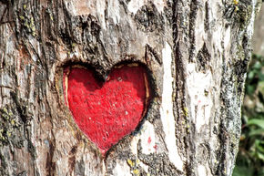 heart carved on tree