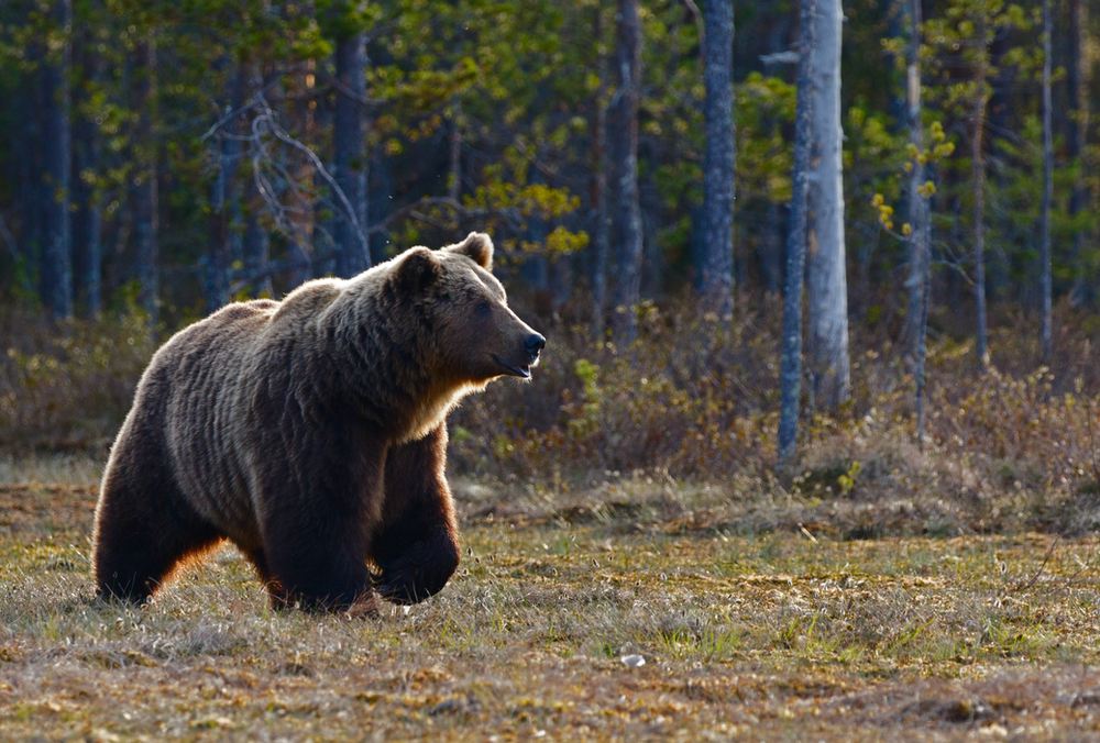 Allowing the bear to be in the field. Acceptance.