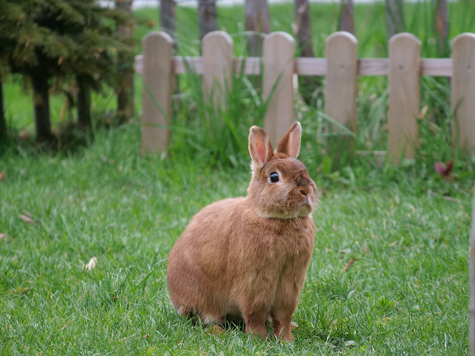 Indoor vs Outdoor Rabbits: Which Is Better?