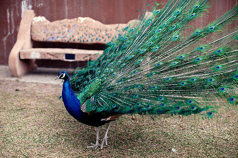 Image by Jenny Marvin