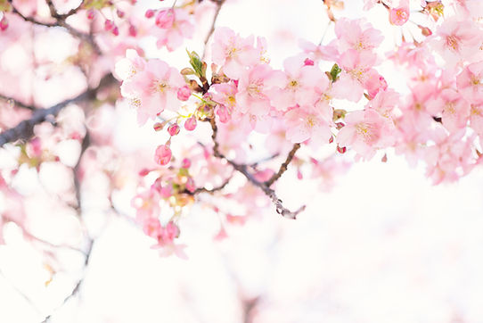 Image de Masaaki Komori