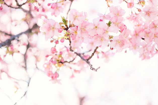 Image by Masaaki Komori