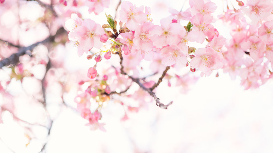 Kyoto's earliest cherry blossom in 1,200 years point to climate change