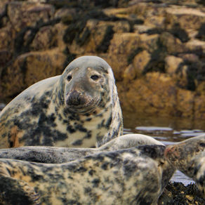 WE NEED TO SAVE LEOPARD SEALS!