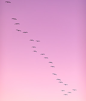 Image by Dave Hoefler