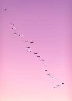 Image by Dave Hoefler