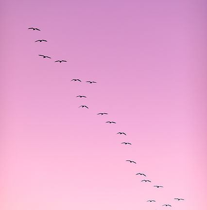 Image by Dave Hoefler