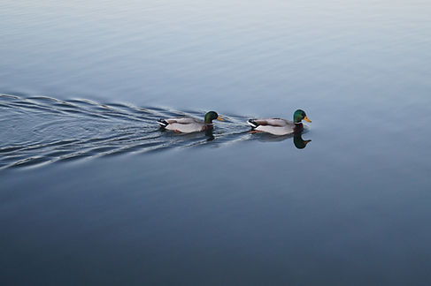 Image by Ben Pattinson
