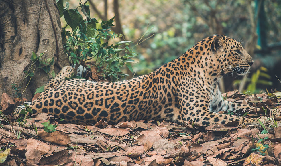 Image by Himesh Kumar Behera