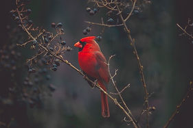 Image by Timothy Dykes