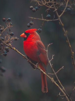Gardening for Birds. Use Native Plants to Provide Cover, Nest Sites, and Food Sources.