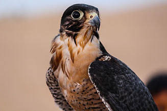 Image by Harsh Singh