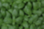 sweet italian basil