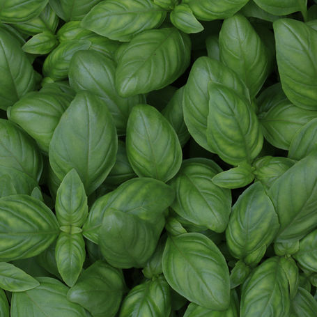  5 Proven Health Benefits of Basil