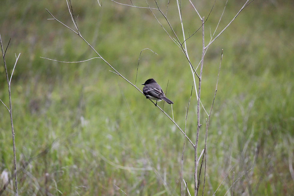 Jane Doe: An Eastern Phoebe