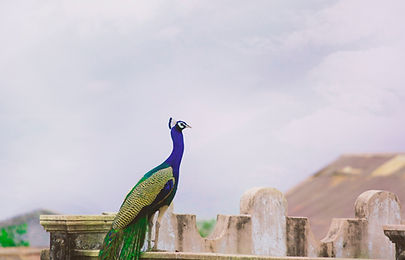 Image by Vivek Doshi