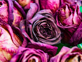 Rosa Oil: A Targeted Women’s Health Formula for Menstruation, PMS Relief, and Menopause Support