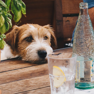 Hund neben Glasflaschen und Wasserglas – Wasser als täglicher Begleiter für Mensch und Tier