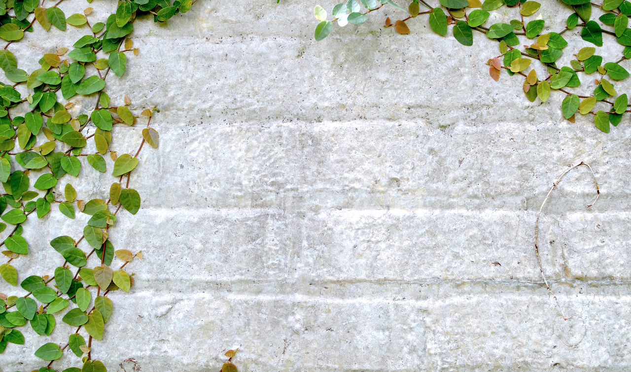 White brick wall with vines growing, representing the growth that can be achieved with Kimberly Gautreau through counselling in London Ontario