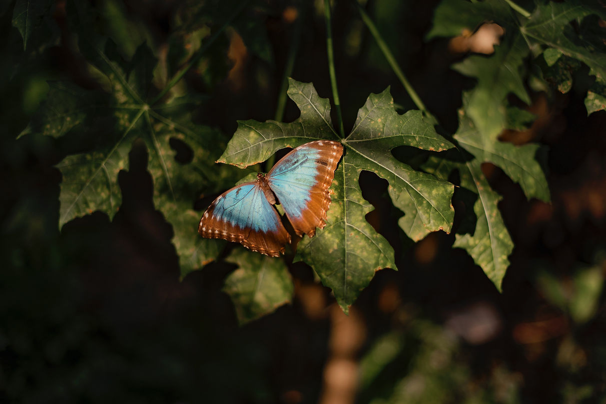 Image de Kaitlin Dowis
