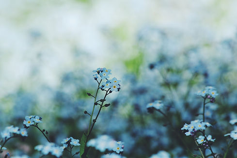 Image by Noah Silliman
