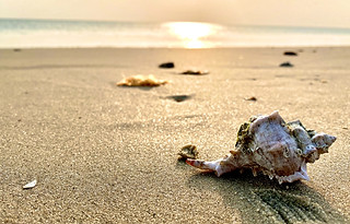 Image by Tharaka Madhuwantha