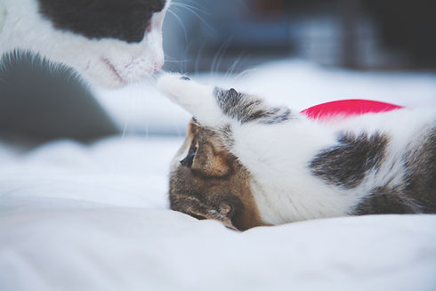 Image by Maria Shanina