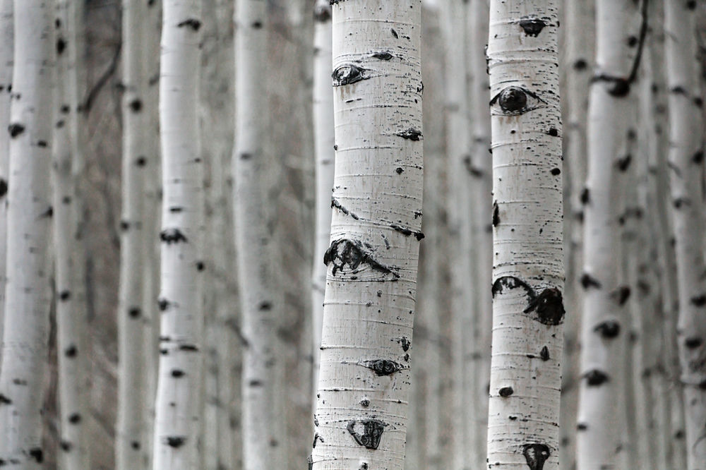 Birch and Black Pepper SWC Supply