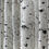 Thumbnail: WHITE BIRCH