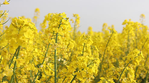 Mustard