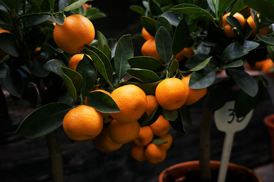 Vitamin C