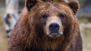 Katmai Bear Watching