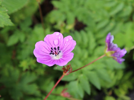 Valley of Flowers National Park