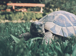Galapagos