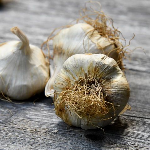 How to Plant Garlic in Colorado