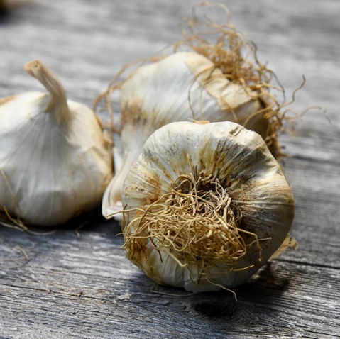 How to Plant Garlic in Colorado