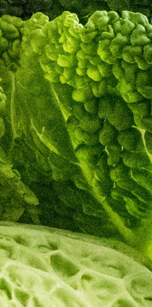 Image by Monika Grabkowska