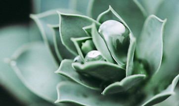 Laurence Lion, Naturopathe, Naturopathie, Bordeaux, Le Bouscat, Fleurs de Bach, Médecine douce, Médecine naturelle, Soins naturels, Bien-être, Gestion du stress, Thérapie naturelle, Thérapie holistique