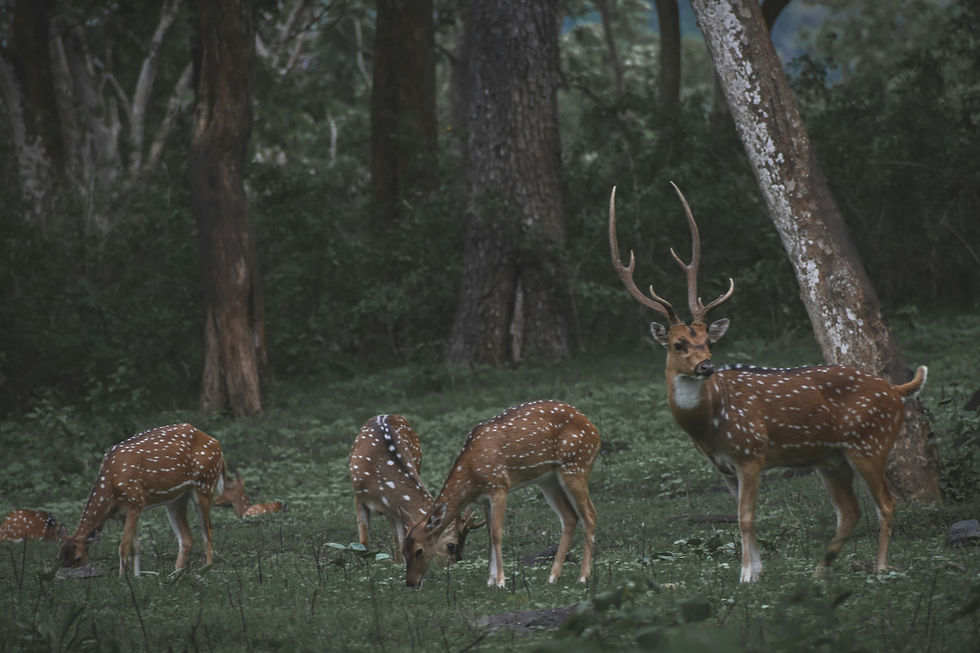 Masinagudi is a serene wildlife haven on the edge of the Mudumalai Tiger Reserve