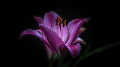 Image by Carlos Quintero