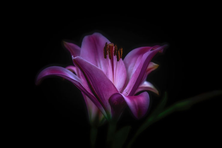 Purple lily