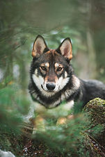 Image by Tahoe