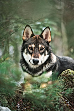 "Wolven in Limburg"