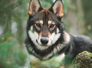 Wolf
