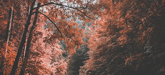Image by Ju On