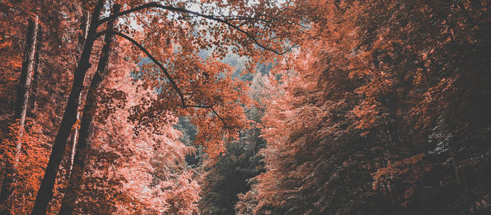 2022 Reflection: Winter and Autumn