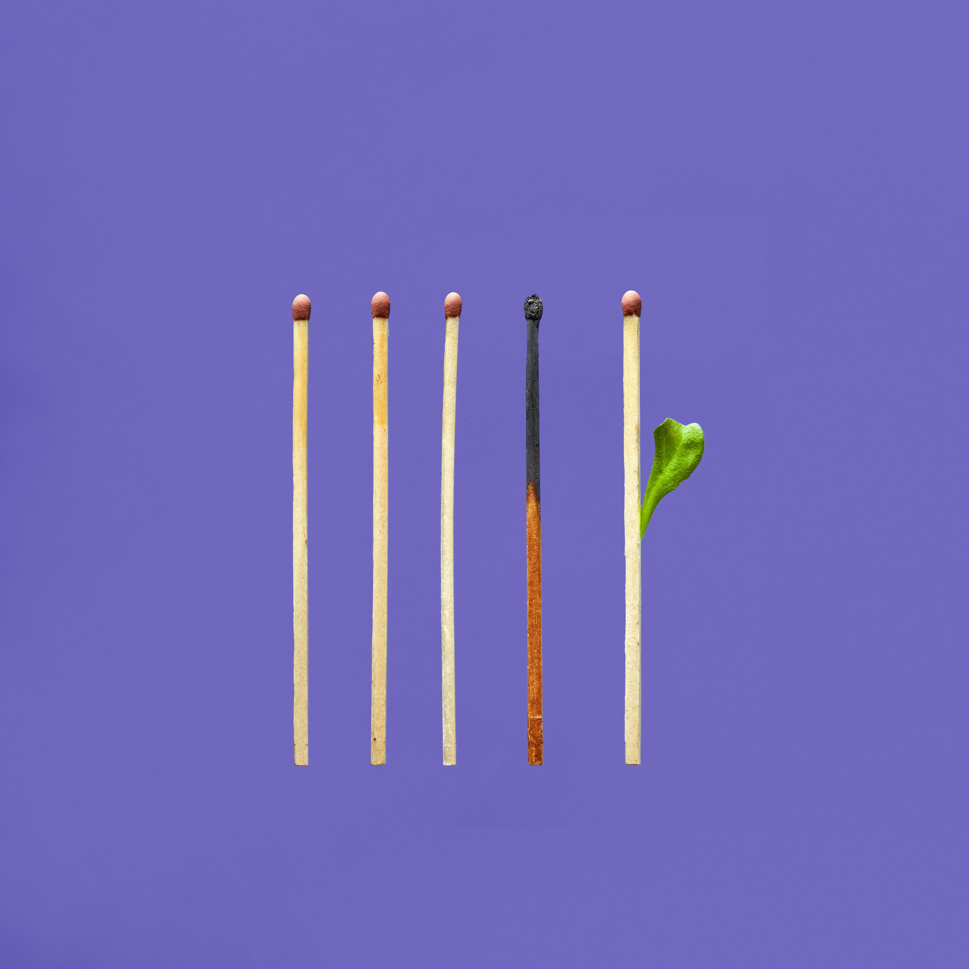 Five matchsticks on a purple background. One is burnt, and another has a green leaf instead of a match head, suggesting renewal.