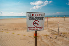 How Marine Protected Areas Help Save Sharks