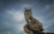Image by Rob Tol